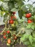 Продам домашние помидоры