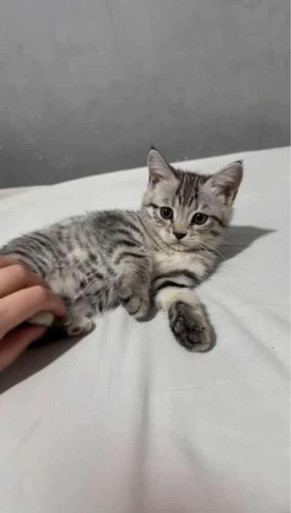 шотландские породистые котята