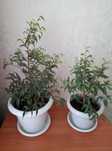 Продам фикусы, хавортию, фиалки (с горшками)
