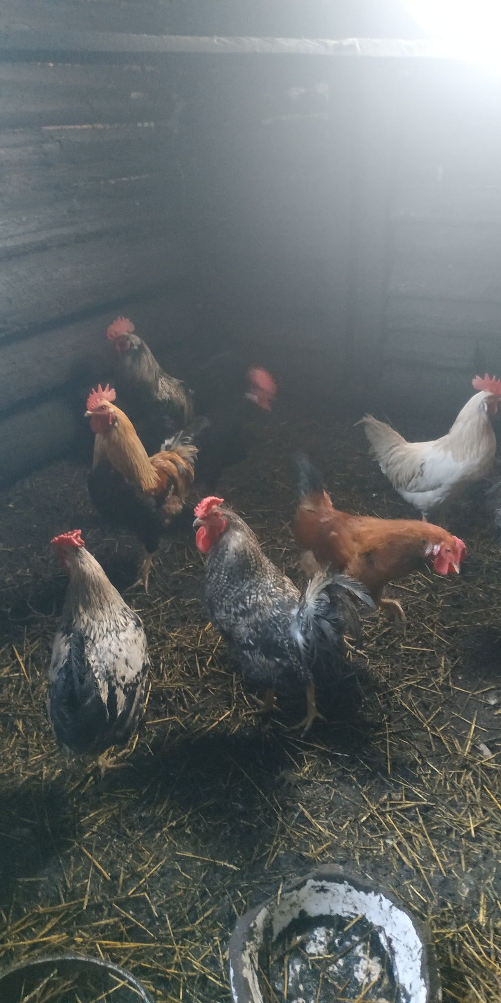 Продам петухов домашних можно на племя