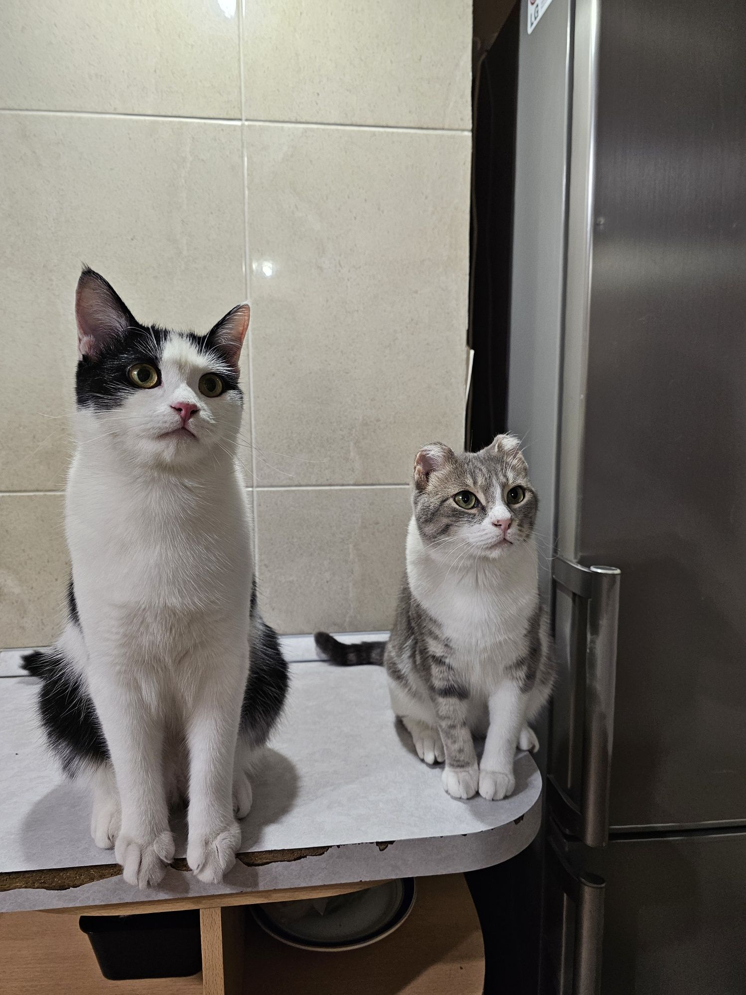 Отдам кота в добрые руки, кот ищет дом