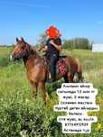Продам жеребца Айғыр