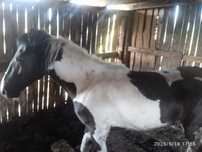 Продам кабылку полтора года
