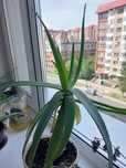 Продам Алое вера