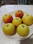 продам яблоки вкусно и сочная