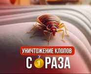 Дезинфекция| протравка клопов и других насекомых!
