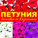 Петуния бархатцы тагетис тайшаны цинерария