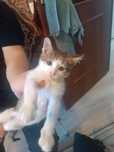Котёнок ищет дом