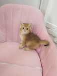 Шиншиллы Второй котенок в подарок .