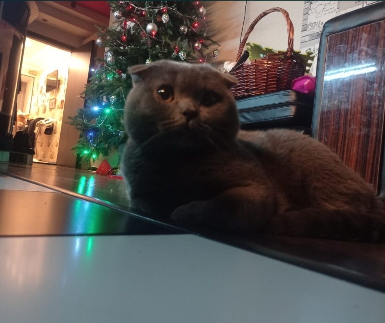 Котик ждет невесту,вязка,шотландец,скотиш фолд,вязка кота,вязка кошки