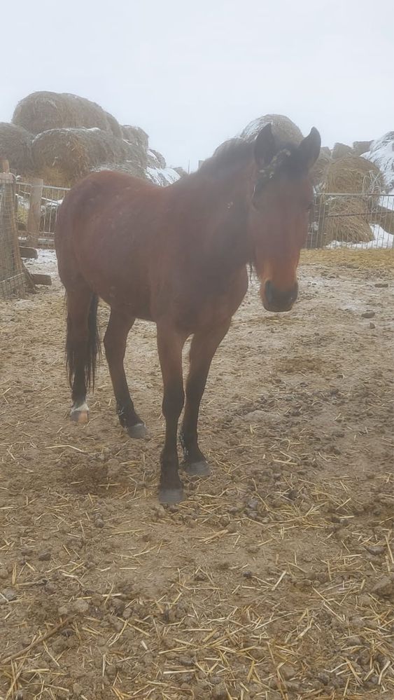 Жылқы сатам 9 бас Продам лощодей 9 голов