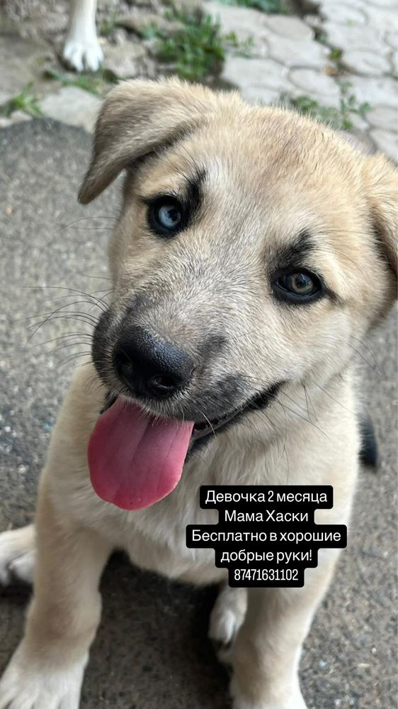 Щенок Хаски БЕСПЛАТНО!!!