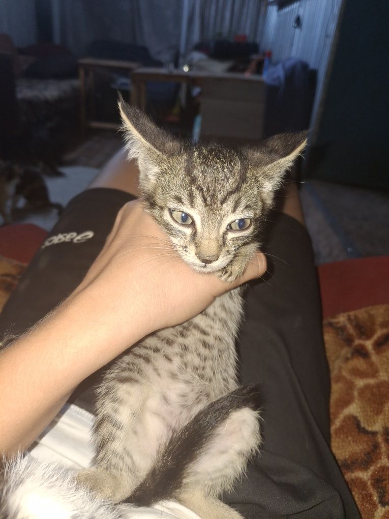 Отдам котят в добрые руки