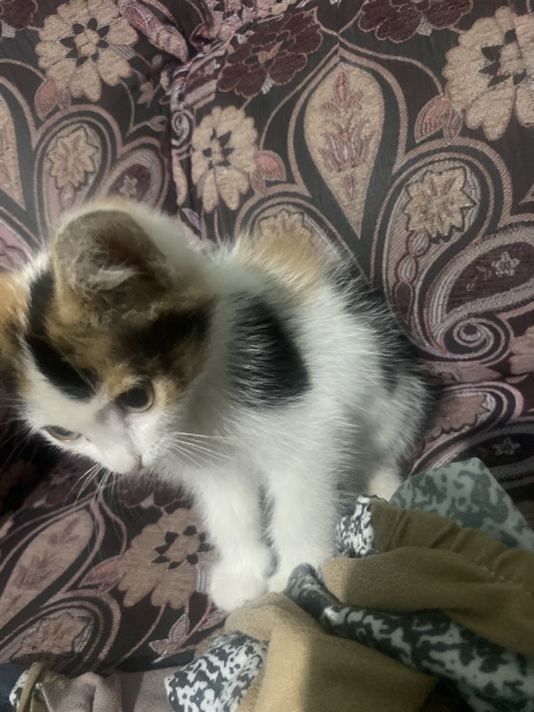маленкий котенок бесплатно