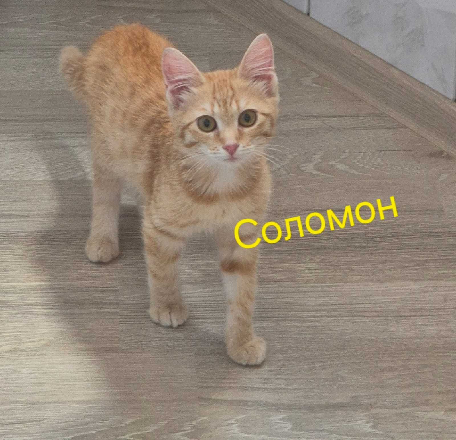 Акция! Акция! Акция! Три рыжих мальчугана