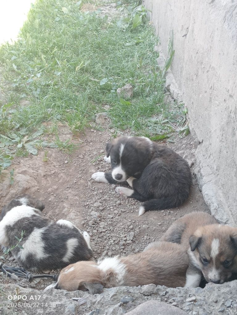 Күшіктер сатылады