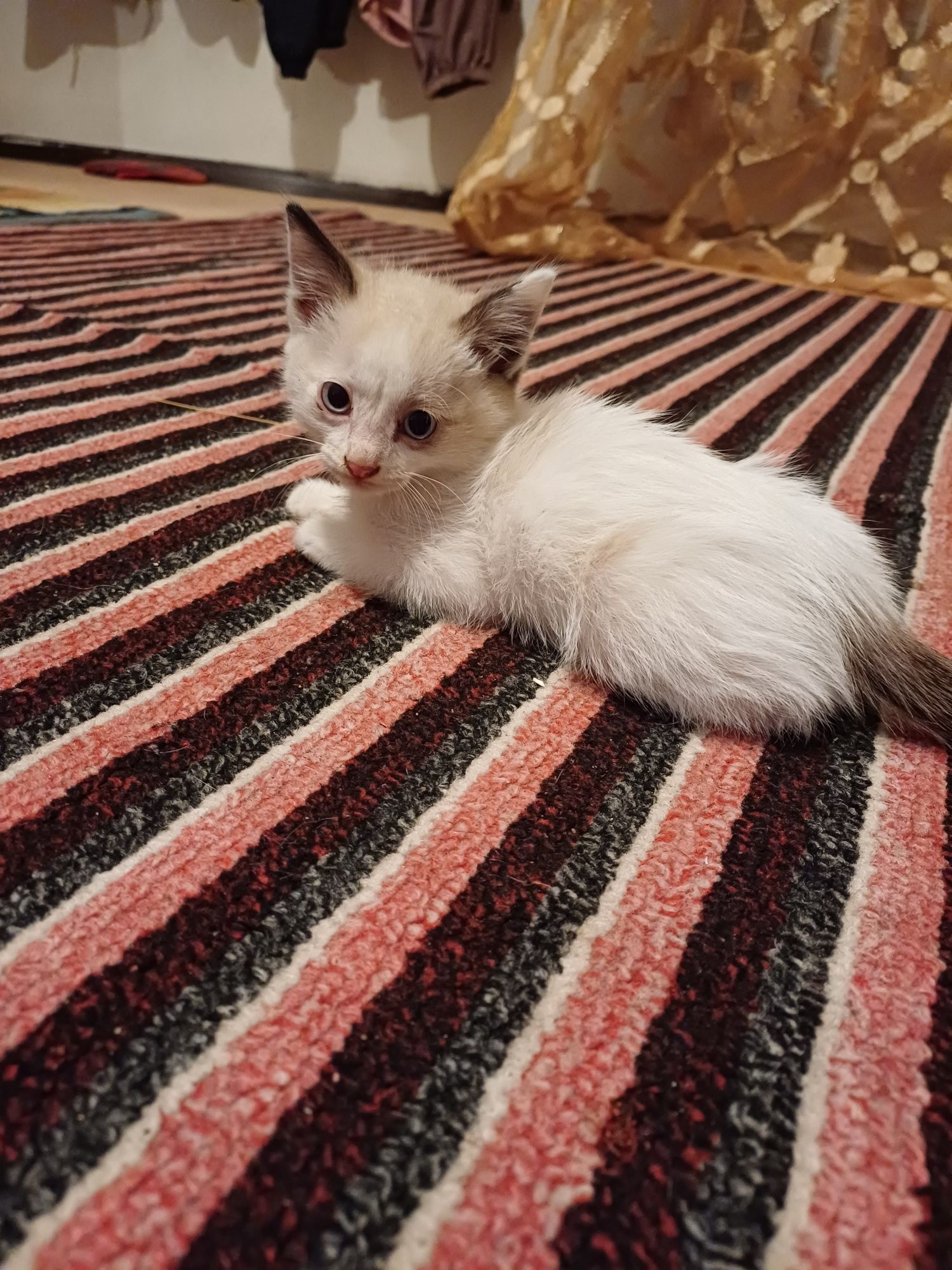 Отдам в добрые руки кошку с котятами. 3 мальчика и 2 девочки.