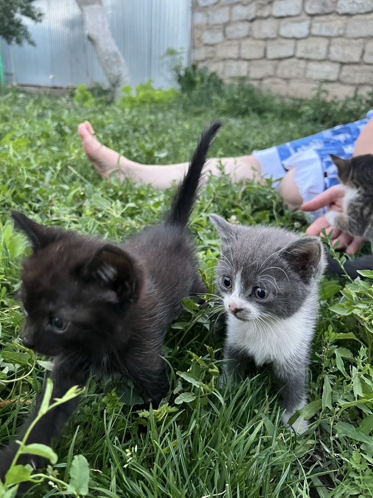 Отдадим котят в добрые руки