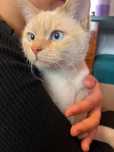 Кот,6 месяц, домашний.