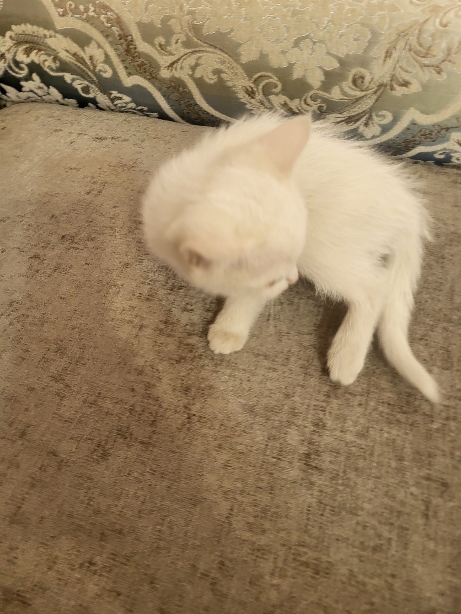 Отдам котят в надежные руки