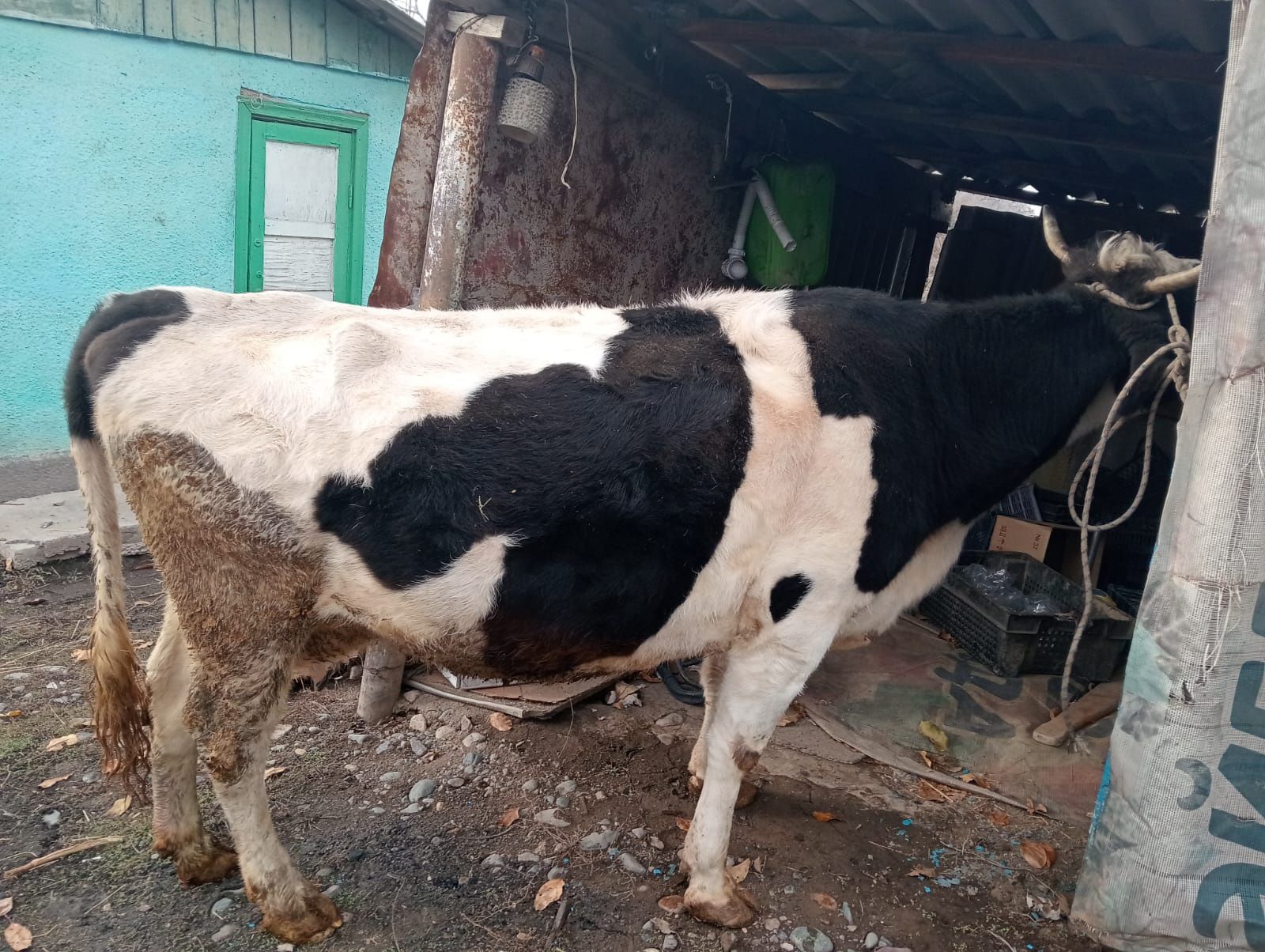 Продам корову седьмым отёлам