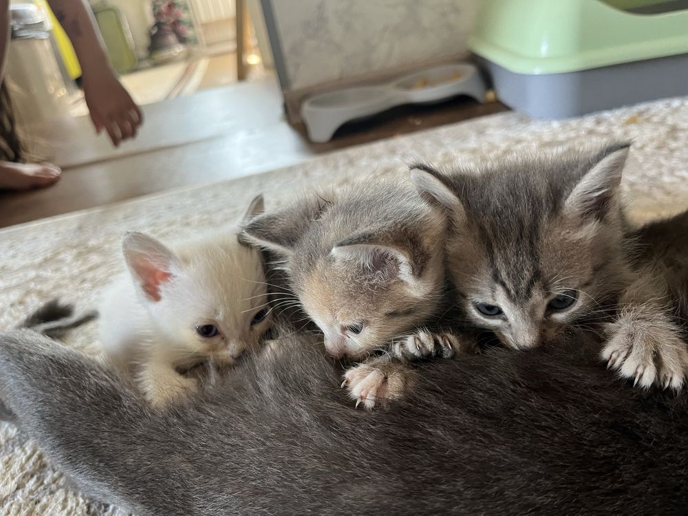 Отдам котят бесплатно