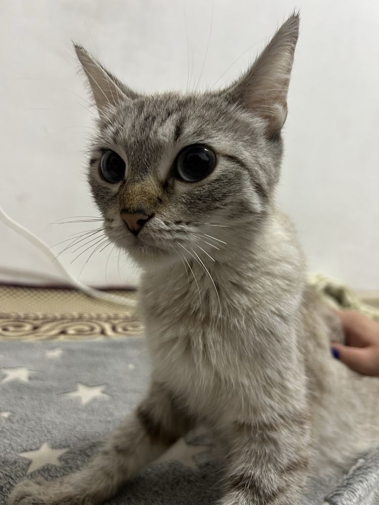 Отдам котят в добрые руки БЕСПЛАТНО!