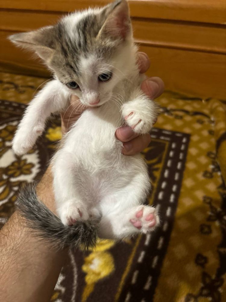 Отдам котят бесплатно