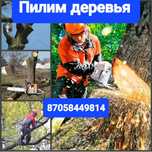 Пилим деревья. Ағаш кесеміз Арзан Бағамен