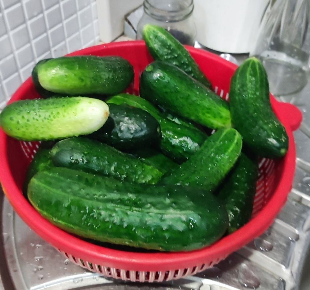 Домашние огурцы для засолки