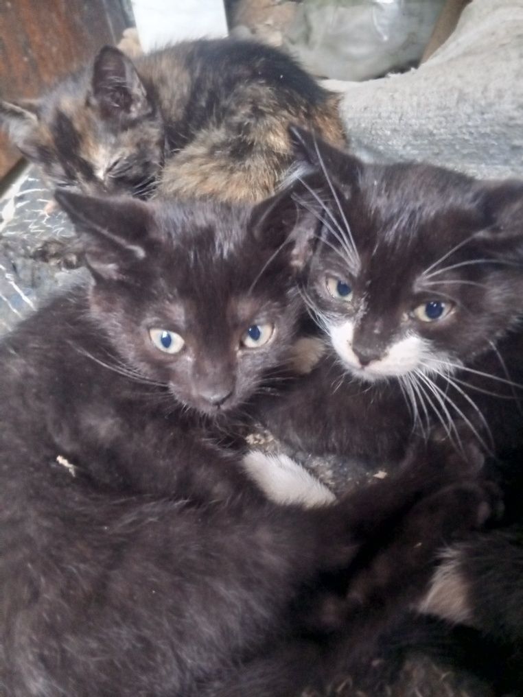 Отдам красивых котят