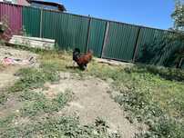 Продаем петуха ,молодой,хороший,звоните