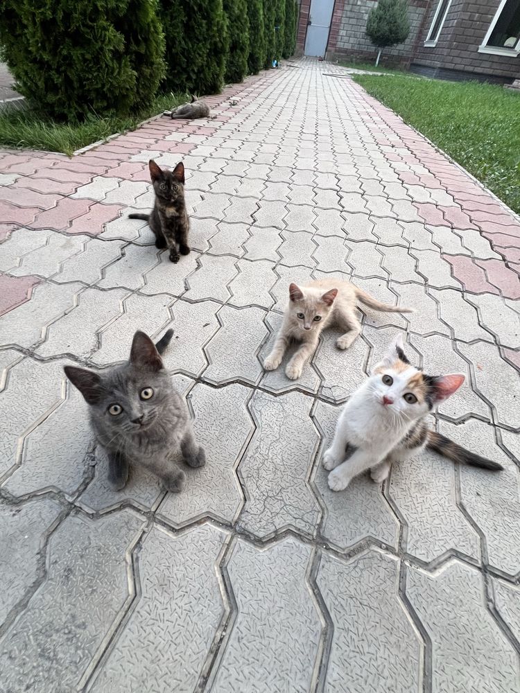 Отдам в хорошие и добрые руки самых сладких котят