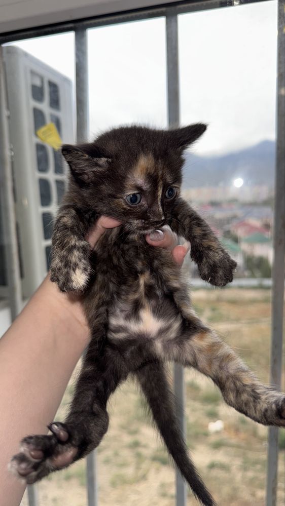 Отдам котят, девочки