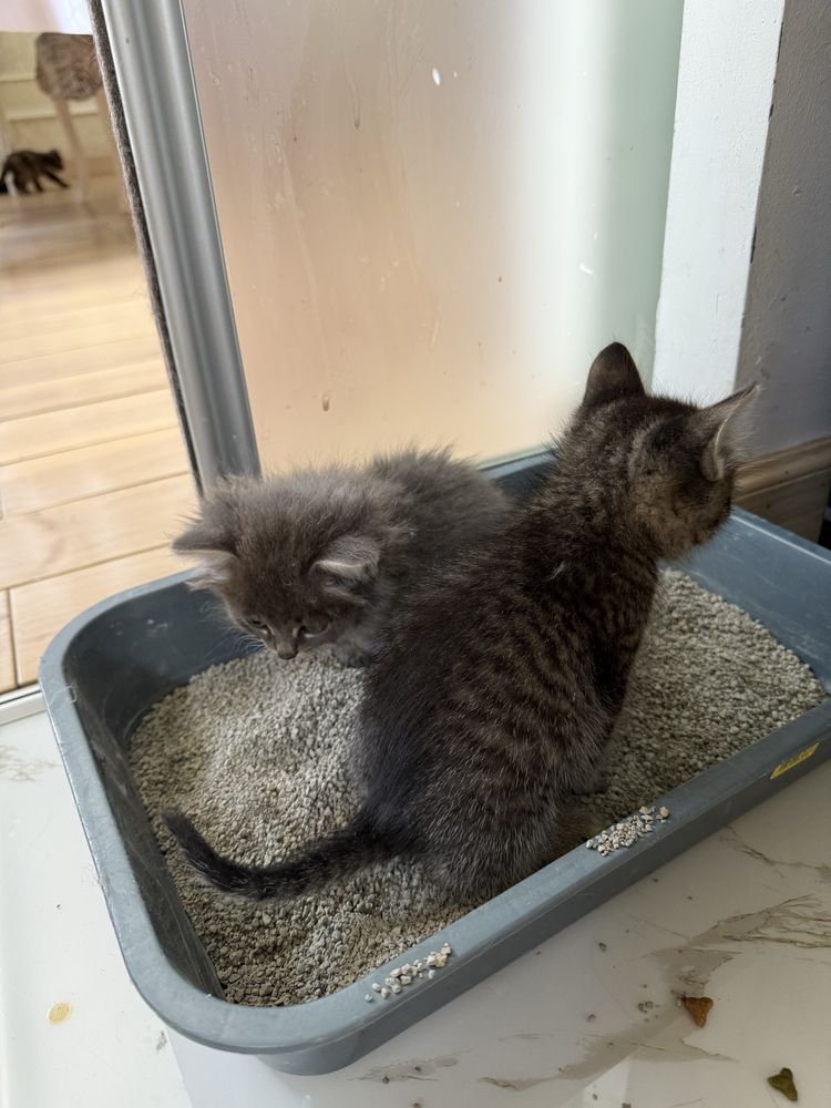 Отдам котят домашних
