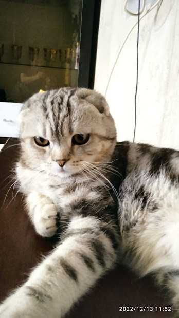 случка , кот , скоттиш фолд  , ( вислоухий )
