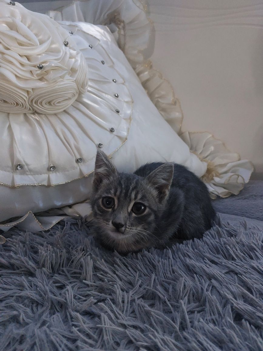 продам котёнка в добрые руки