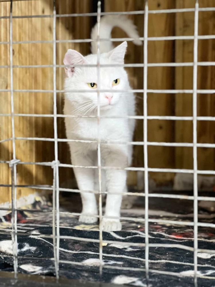Срочно отдам белую кошку