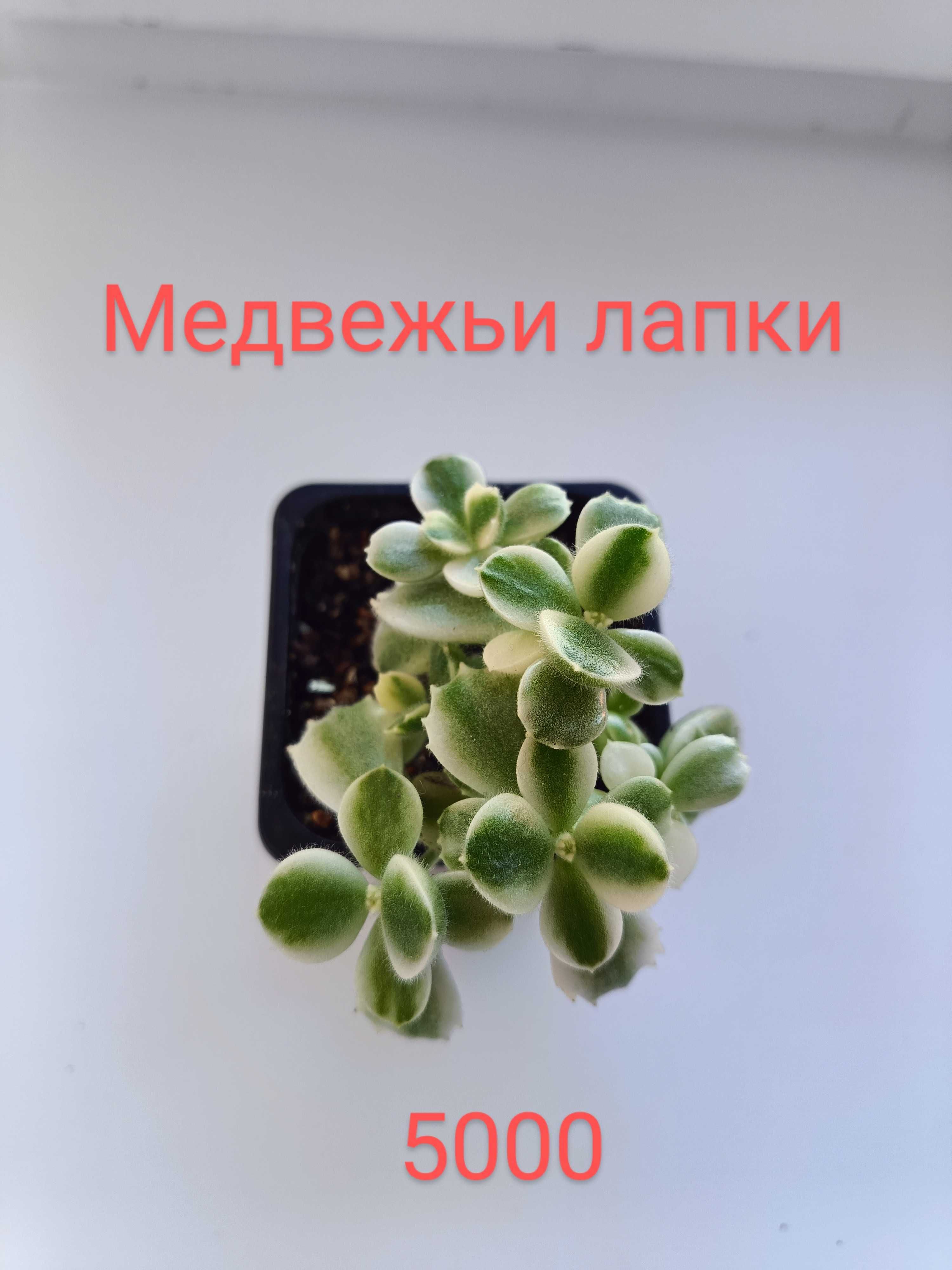 Редкие суккуленты