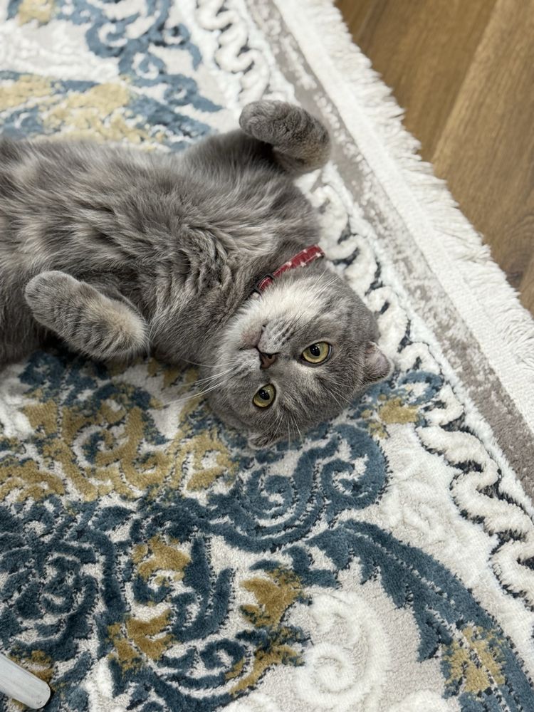 Кошка вислоухий