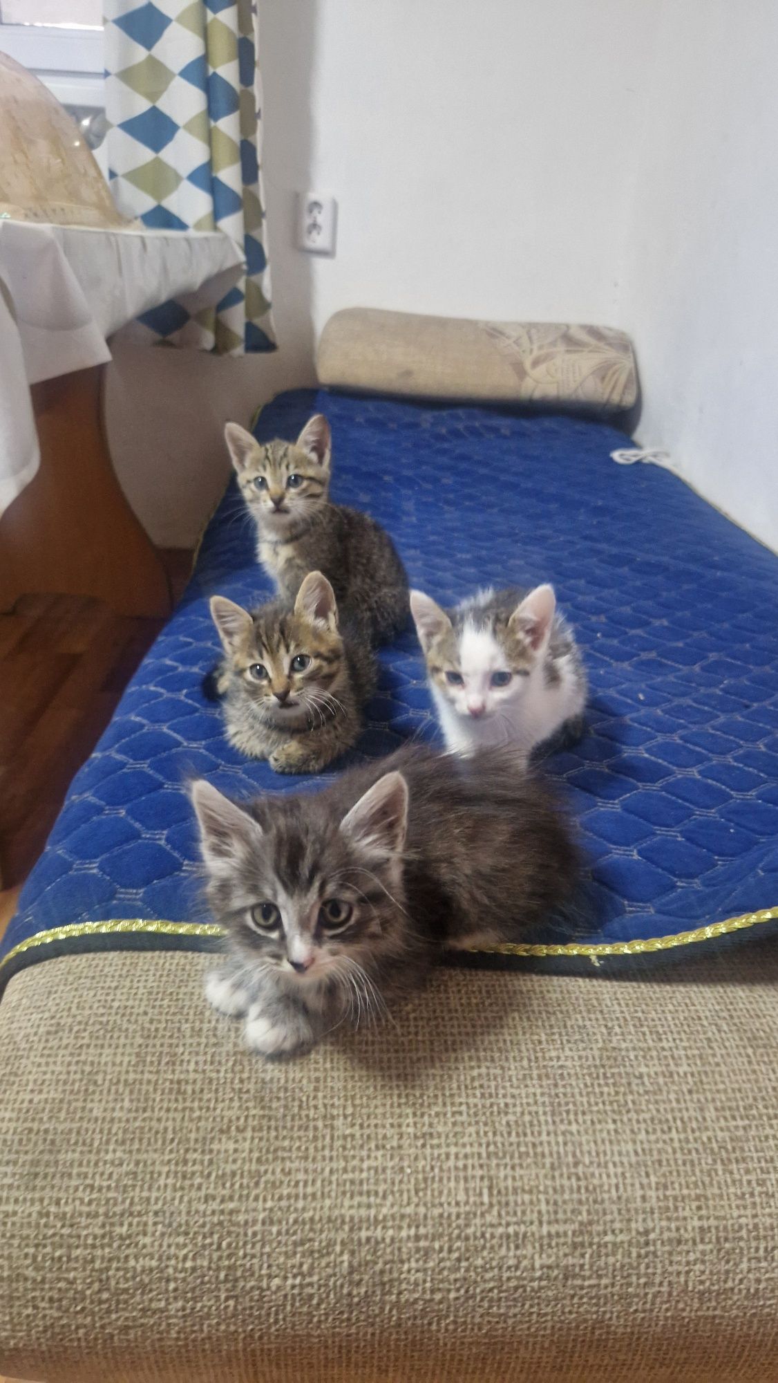 Отдам котят пародистые