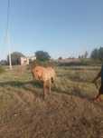 Еркек тай ат сатылады