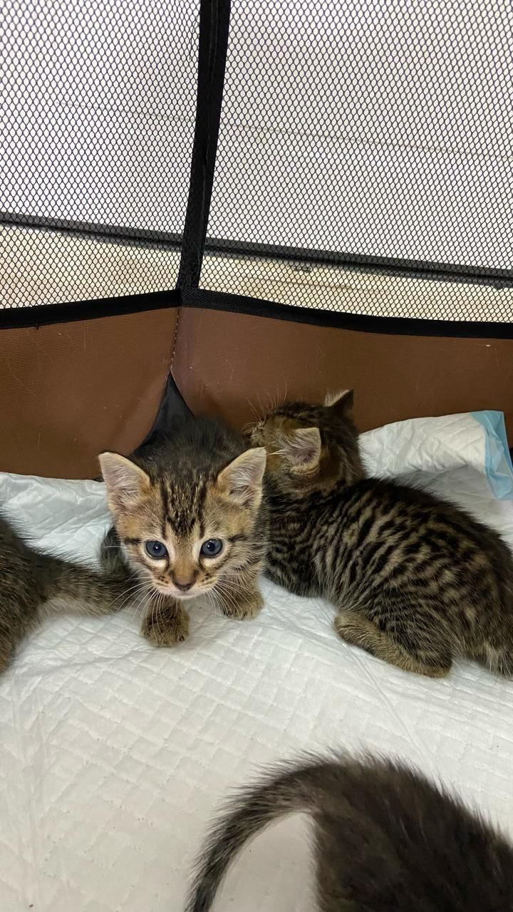 Отдам котят в хорошие руки