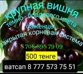 Саженцы малины, клубники, вишни