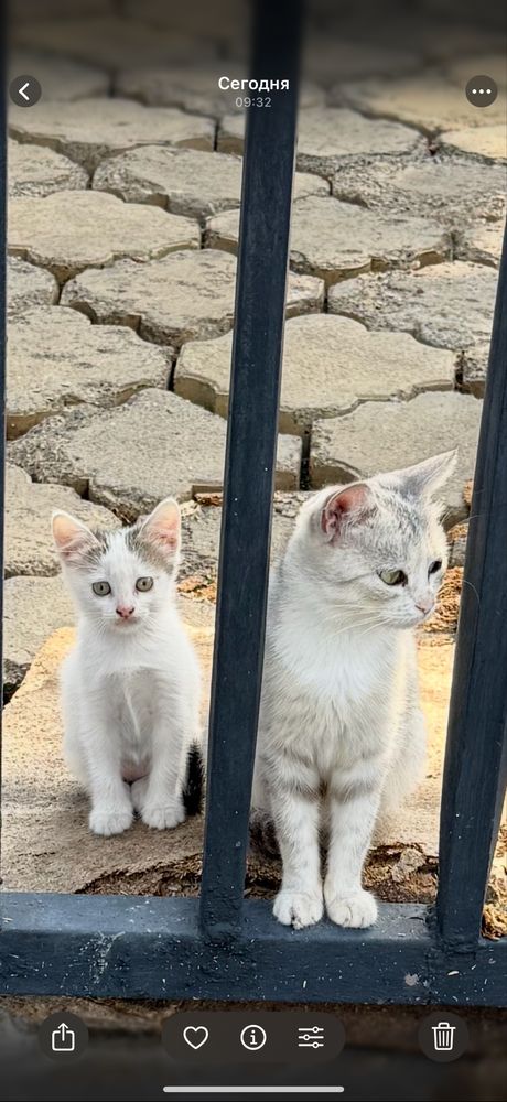 Отдам котенка в добрые руки