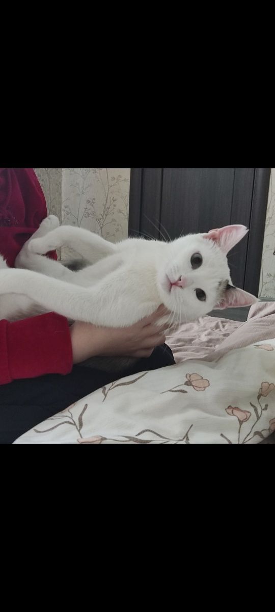 .Домашная кошка.