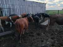 Продам скот (16 голов)