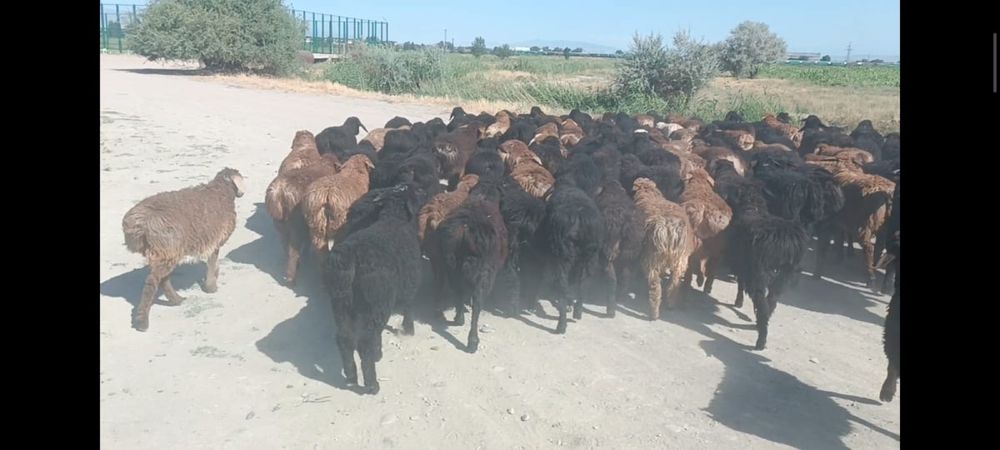 180бас қозы сатылады