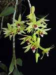 Дендробиум catenatum (ex. officinale)