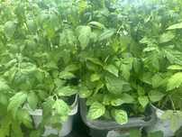 Продам домашнюю рассаду